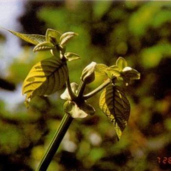 Uña de Gato (Uncaria tomentosa Willd. D.C.)