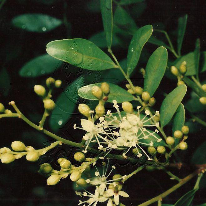 Copaiba (Copaifera officinalis)