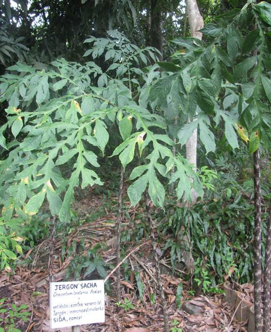Jergon Sacha (Dracontium loretense)